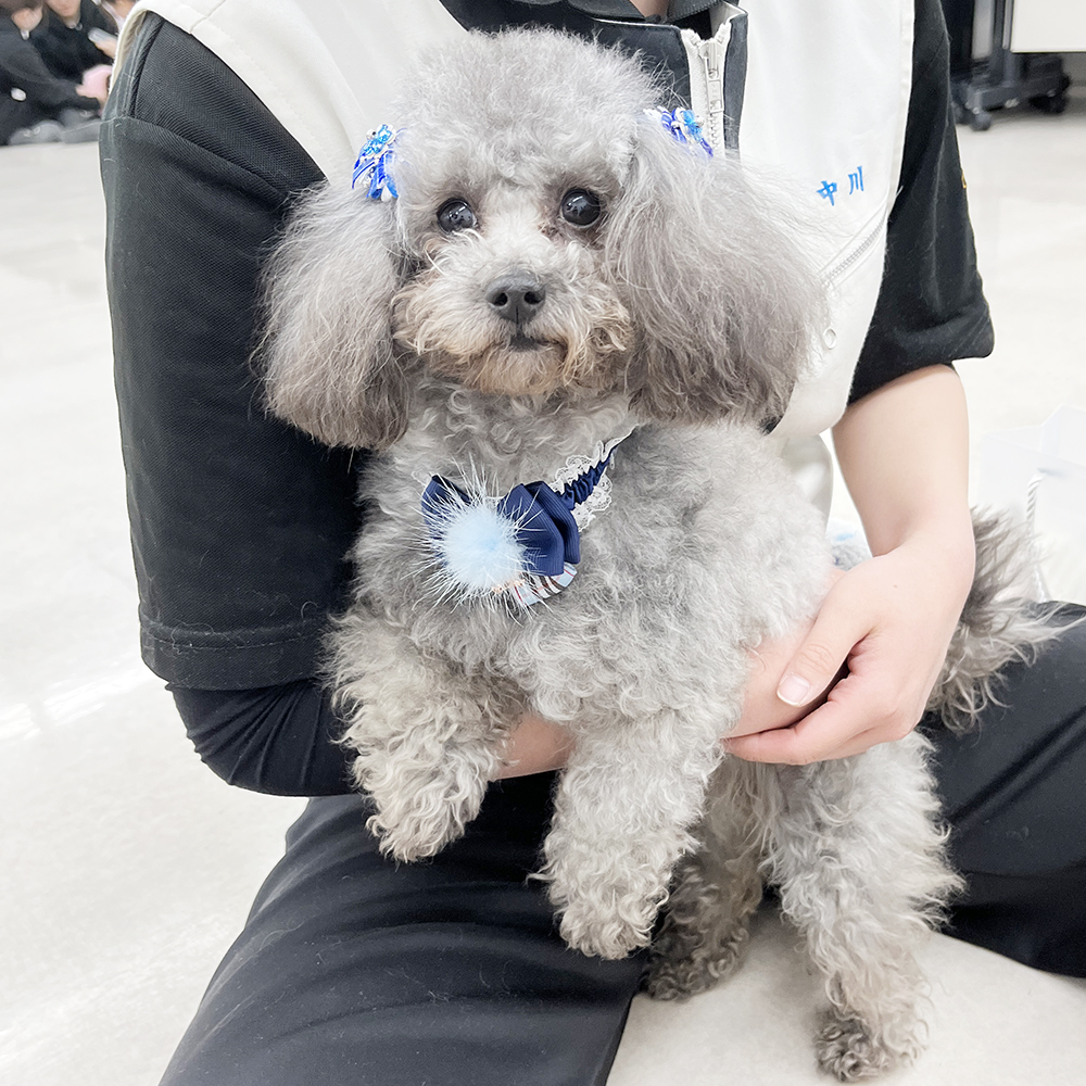 モデル犬の写真撮影会PART②